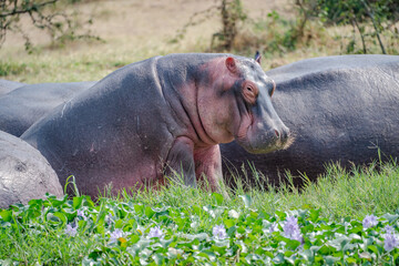 Hippopotamus sits near the edge of Kazinga channel in Uganda