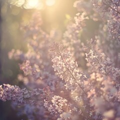 Fototapeta premium Lilac flowers spring blossom, sunny day light sunny background, Mother's day, easter, springtime