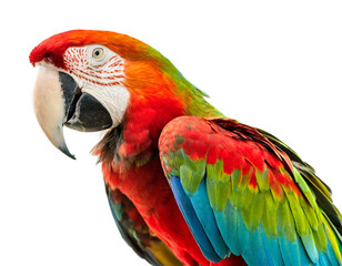 Fototapeta premium Grünflügelara stehend isoliert auf weißen Hintergrund, Freisteller 