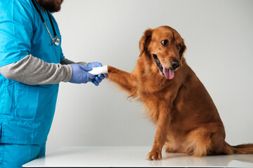 Medium shot of a male veterinarian in a blue uniform bandaging the paw of a Golden Retriever dog....