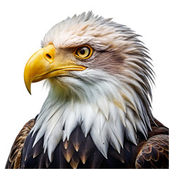 Obraz premium Bald eagle head close-up isolated on transparent background