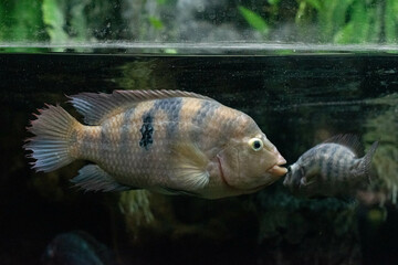 The convict cichlid Amatitlania nigrofasciata fish floating in aquarium