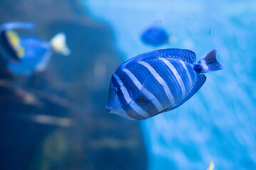 Isolated exotic blue striped aquarium fish with yellow bands floating in water of aquarium