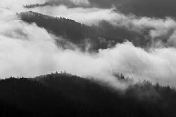 Black and white image of the fog rising up from the morning sunrise forest. Scenic views of the mist in the springs morning. Amazing textures of the clouds in the woods.
