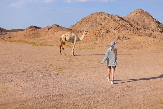girl tourist in the desert going to a camel