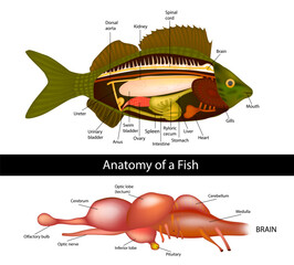 Anatomy of a fish brain of primitive fish.  Fish internal organs. Vector illustration 