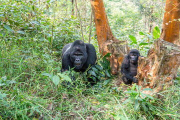 Silverback mountain gorilla with young gorilla in Bwindi Impenetrable Forest, Uganda