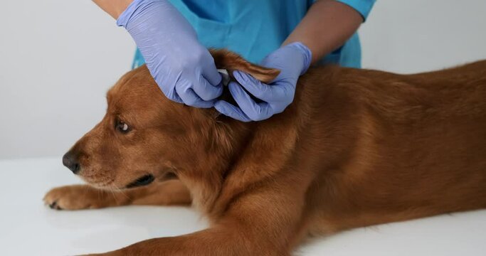 Close-up of a female veterinarian in a blue uniform and rubber gloves cleaning the ears of a Golden Retriever dog with a cotton pad. Ear hygiene in dogs, ear mites. Pet care. Veterinarians Day.