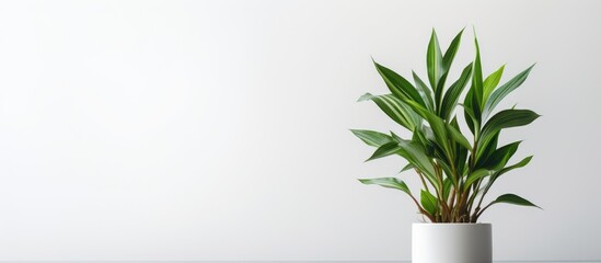 Houseplant with Slim Leaves on White Background - obrazy, fototapety, plakaty