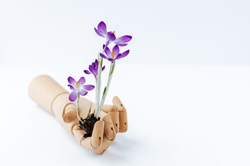 purple crocuses with root bulb are held by a wooden hand on a white background