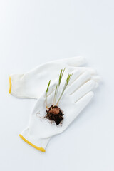purple crocuses with root bulb lie on white gardening gloves on a white background