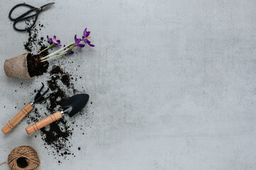 On a gray background, soil is poured on the side of the frame, purple crocuses with a root bulb in...