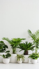 different kind of exotic plants in white pots with clear white background. All in a single row. 