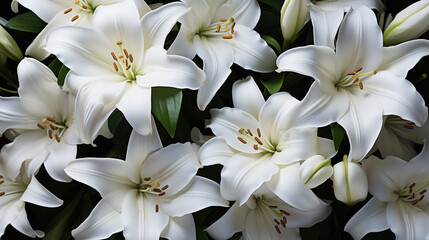 lilies on a black background