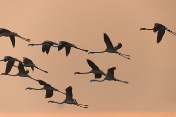 A flock of Greater Flamingos flying during sunrise at Bhigwan bird sanctuary, India