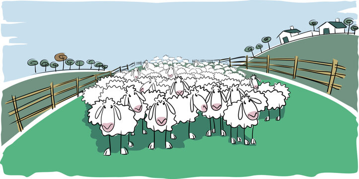 Flock of white sheep in the foreground in a large meadow with a fence or pen and a house and trees in the background on a clear summer day.