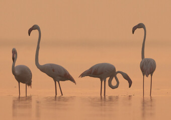 Golden hue and Greater Flamingos during sunrise at Bhigwan bird sanctuary, India