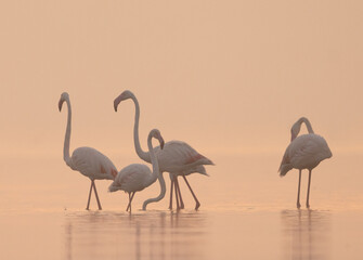 Naklejka premium Greater Flamingos during sunrise at Bhigwan bird sanctuary, India