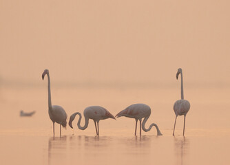 Greater Flamingos  in foggy morning at Bhigwan bird sanctuary, India