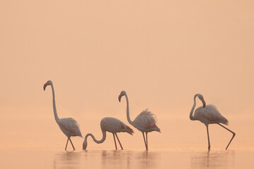 Greater Flamingos during morning at Bhigwan bird sanctuary, India
