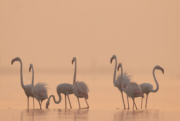 Greater Flamingos in misty morning with golden hue at Bhigwan bird sanctuary, India