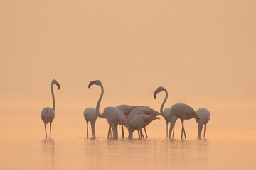 Greater Flamingos feeding in golden hue at Bhigwan bird sanctuary, India