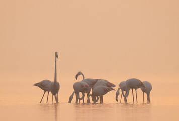 Greater Flamingos in golden hue at Bhigwan bird sanctuary, India