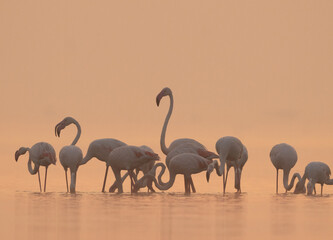 A flock of Greater Flamingos during sunrise and misty morning at Bhigwan bird sanctuary, India