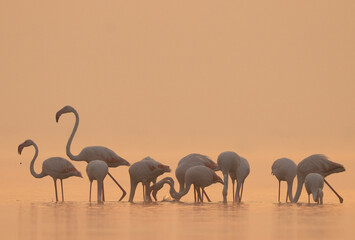 Greater Flamingos in the monring at Bhigwan bird sanctuary, India