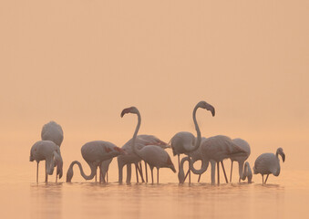 Golden hue and Greater Flamingos during sunrise at Bhigwan bird sanctuary, India