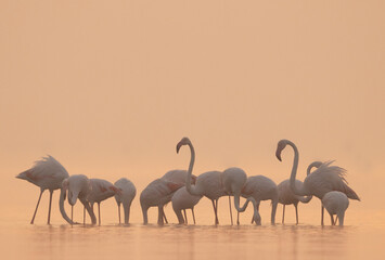 Greater Flamingos in the mist during sunrise at Bhigwan bird sanctuary, India
