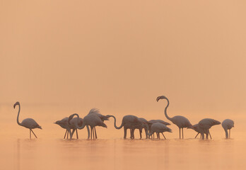 Fototapeta na wymiar Greater Flamingos in the morning hours at Bhigwan bird sanctuary, India