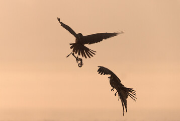 Eurasian Marsh harrier and black kite fight for a kill in mid air at Bhigwan bird sanctuary, Maharashtra