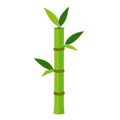 Fototapeta na wymiar Green Bamboo stems isolated on the white background