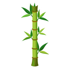 Fototapeta na wymiar Green Bamboo stems isolated on the white background
