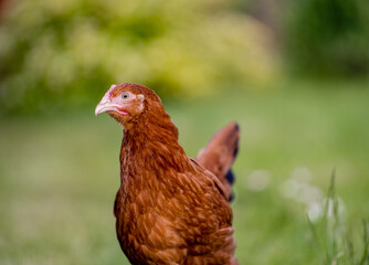 Young egg hens in an organic poultr farm, feeding on grass. Natural green background.