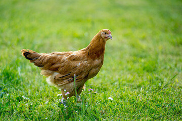 Young egg hens in an organic poultr farm, feeding on grass. Natural green background.