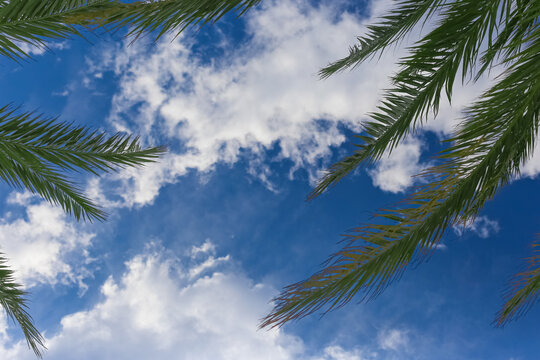 Beautiful texture of background with blue sky and palm leaves.