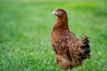 Young egg hens in an organic poultr farm, feeding on grass. Natural green background.