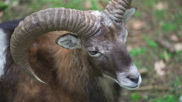 Ibex, marhur lies in forest. Spotted goat, marhoor lying in woods. Old male alpine ibex. Adult mouflon animal. Mouflon, Ovis orientalis, forest horned animal in nature habitat. Capra ibex. 