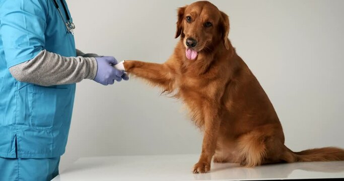 Medium shot of a male veterinarian in a blue uniform bandaging the paw of a Golden Retriever dog. The dog is afraid and looks to the side with its tongue hanging out. Treatment and care for pets.