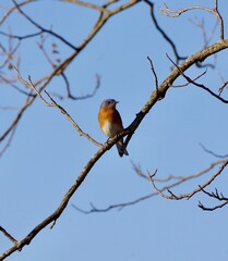 Bluebird perched in a Midwest park