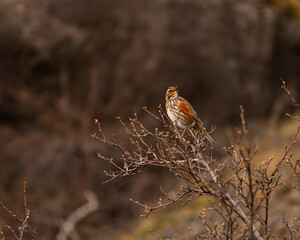 Bird names redwing (Turdus iliacus) on a birch branch