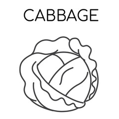 Cabbage vegetable line icons illustration