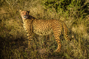 cheetah in the grass at sunset, kruger national park, south africa