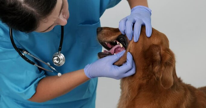 Close up of a female veterinarian in a blue uniform and gloves examining the teeth of a Golden Retriever dog at an appointment in a veterinary clinic. Plaque on a dog teeth, oral cavity treatment.