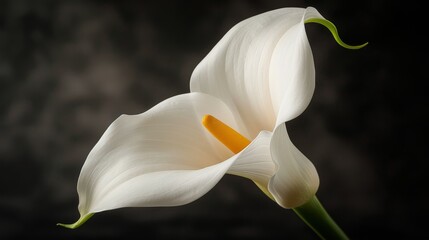 Two White Calla Lilies in a Vase on a Black Background