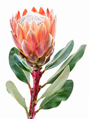 Protea Flower in Full Bloom Isolated on White Background