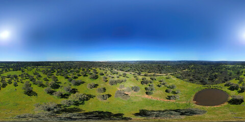 Aerial 360 degrees view of cork oaks the pasture of the province of Huelva, Andalusia, Spain, with...