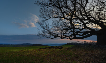 Fototapeta na wymiar Abendlicher Sonnenuntergang am Feld mit alter Eiche